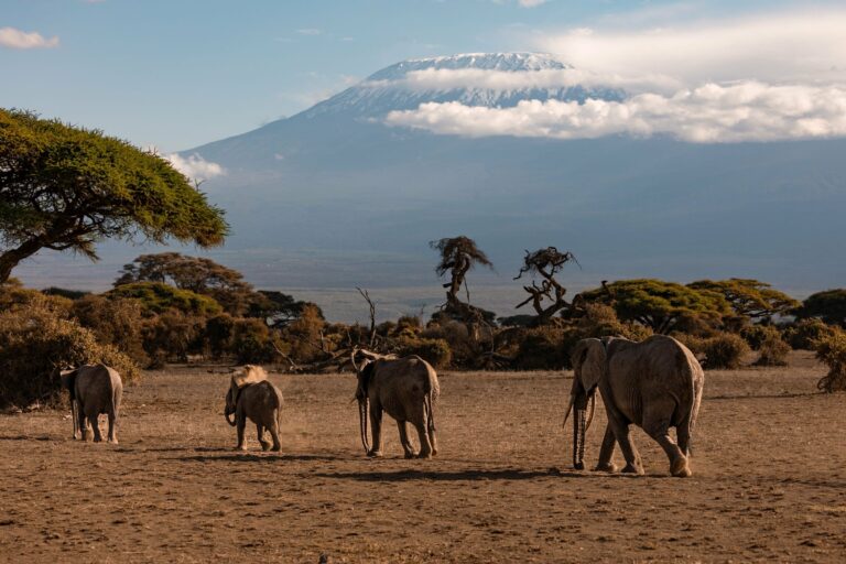 Elephants on the savanna with Kilimanjaro behind