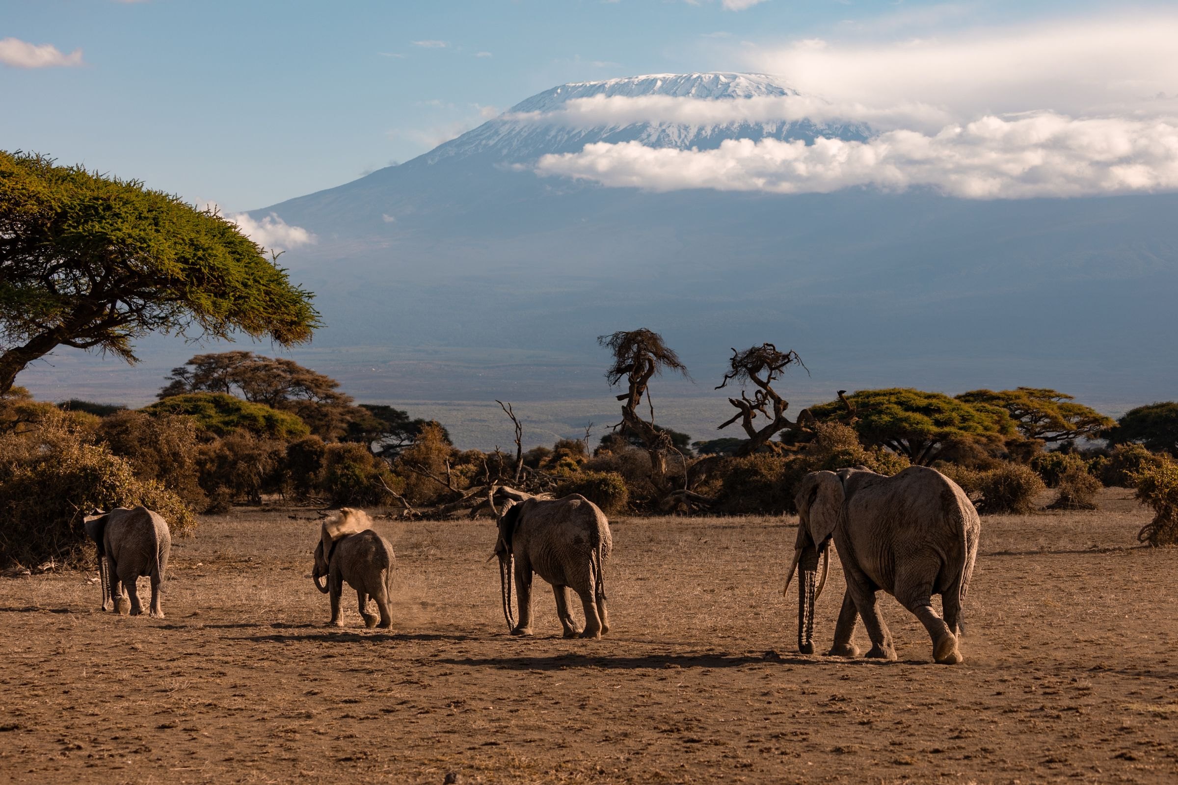 Elephants on the savanna with Kilimanjaro behind