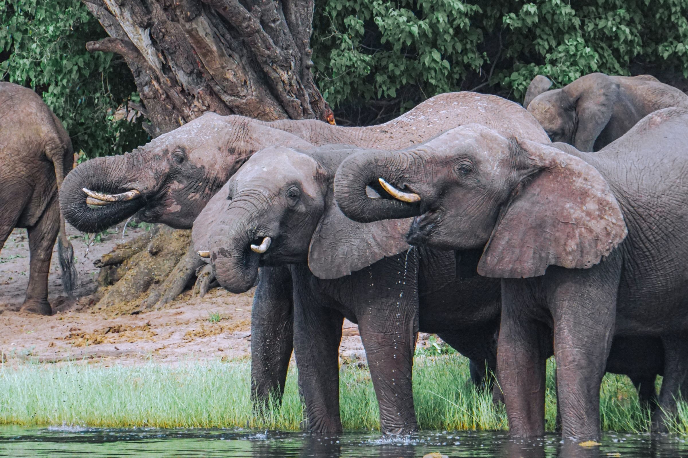 Elephants drinking at a waterhole in Botswana