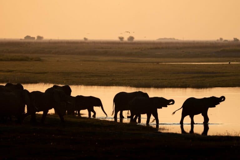 Elephants drinking at the water's edge at sunset in Botswana