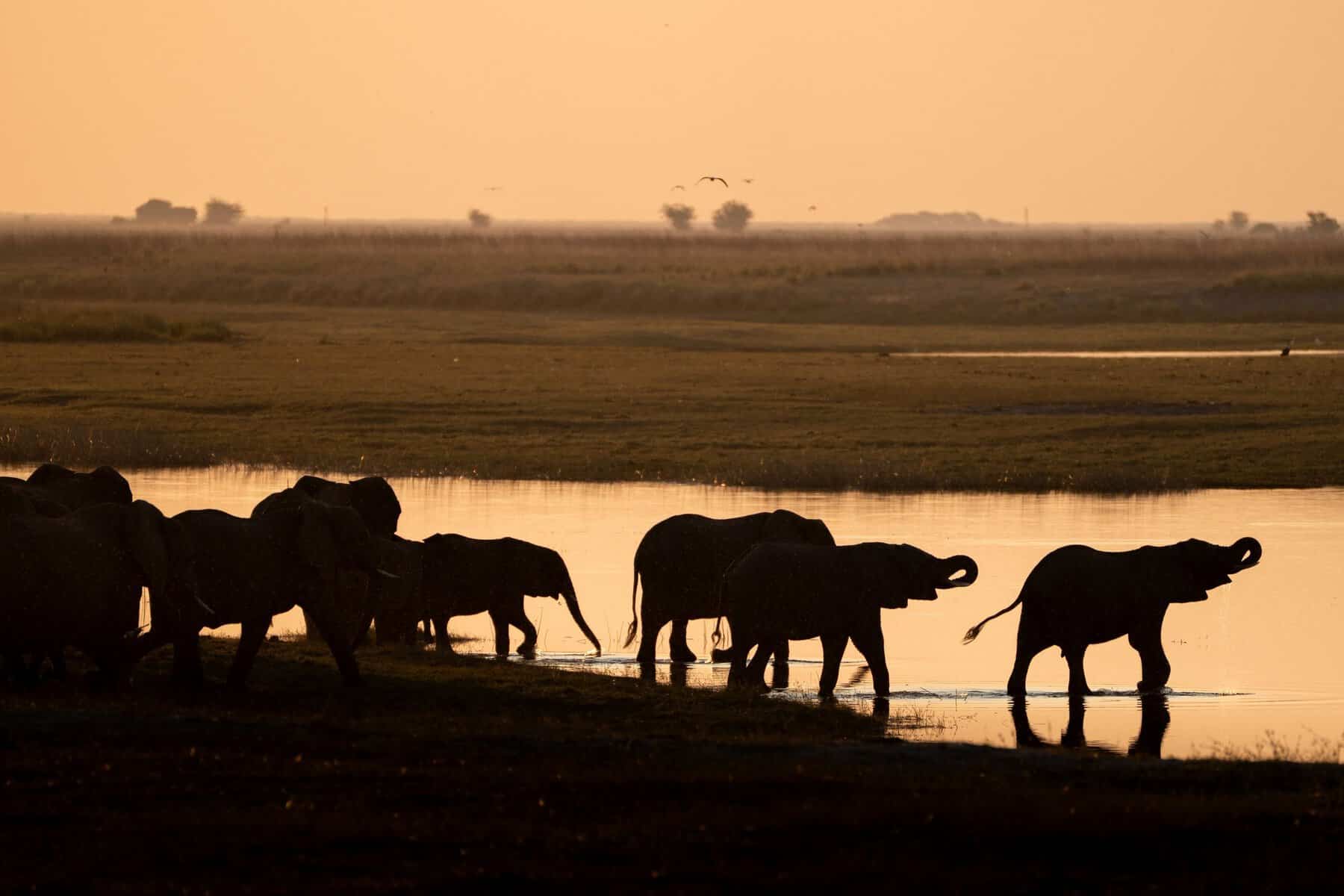 Elephants drinking at the water's edge at sunset in Botswana