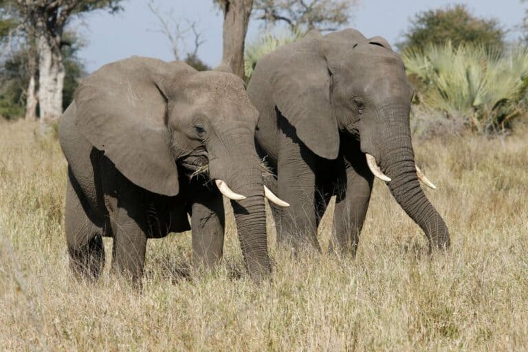 Two African elephants grazing on the savannah