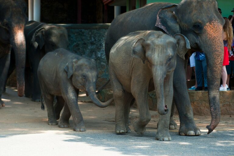 Asian elephants walking together in Sri Lanka
