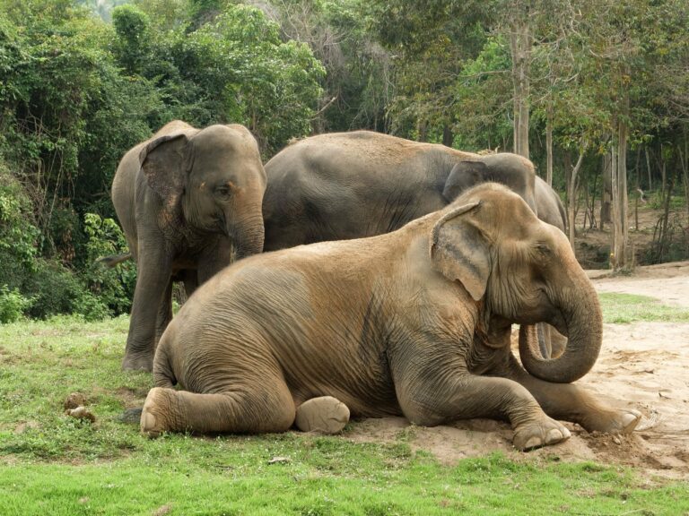Elephants resting in a forest sanctuary
