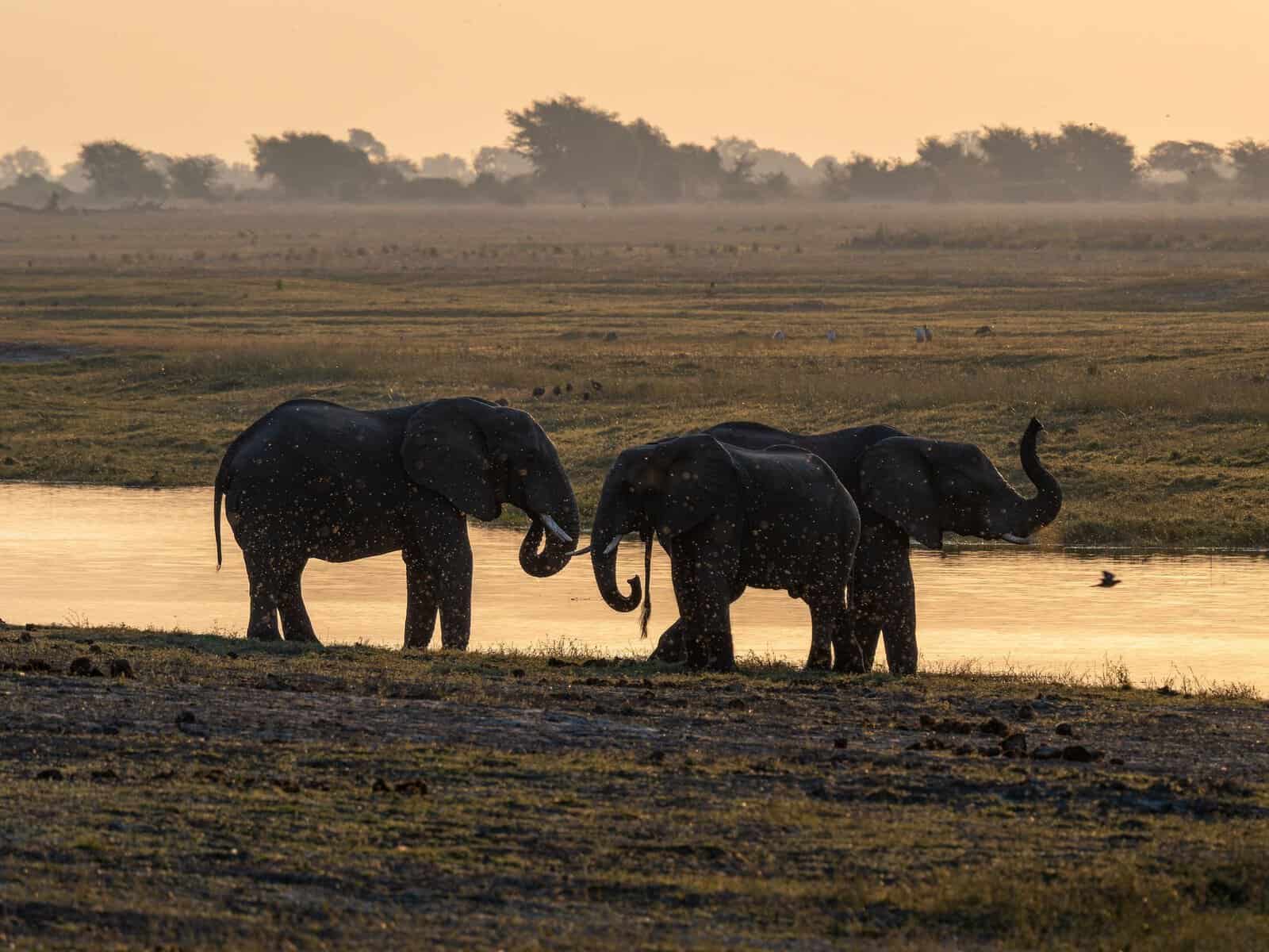Elephants by a river at sunset