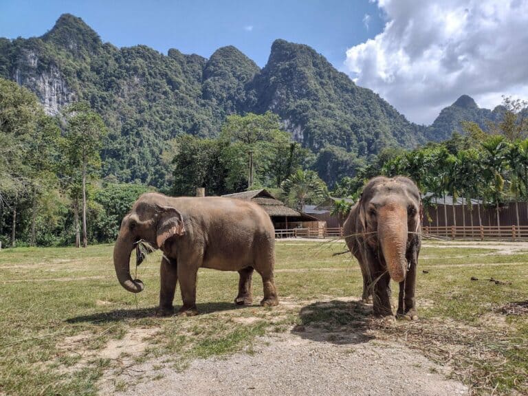 Two Asian elephants in a sanctuary in northern Thailand