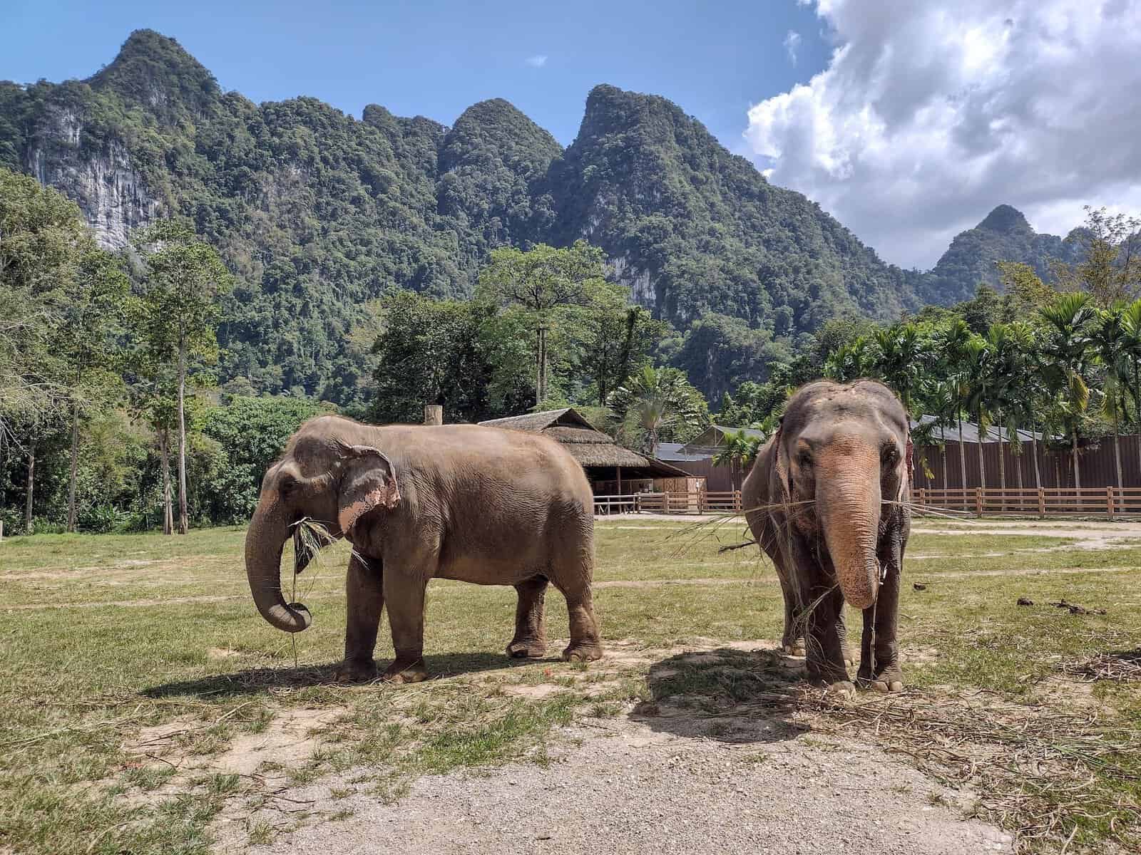 Two Asian elephants in a sanctuary in northern Thailand