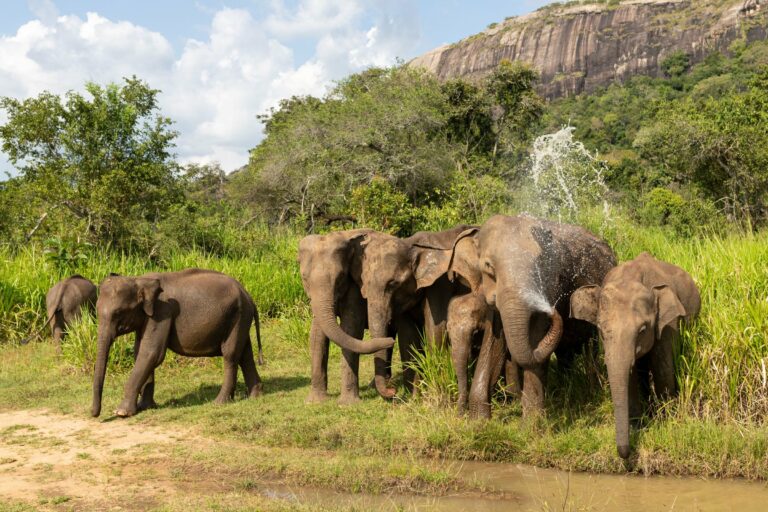 Elephants splashing in the water in Sri Lanka