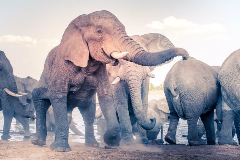 A group of African elephants at a waterhole