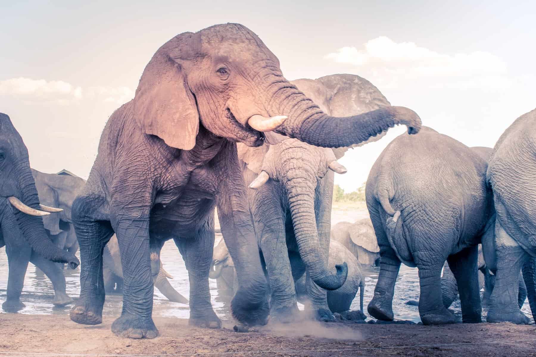 A group of African elephants at a waterhole