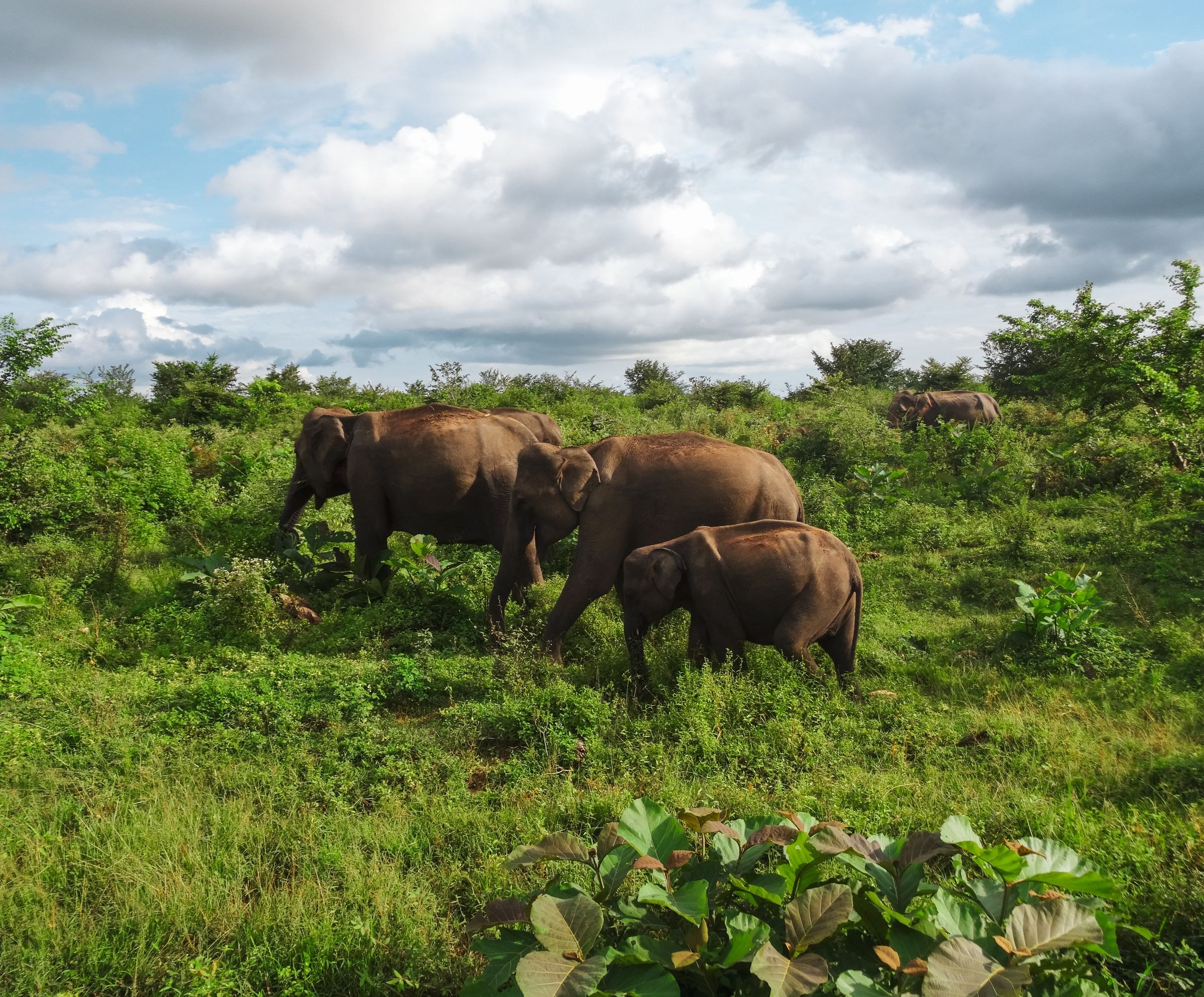 Elephants on the grassland