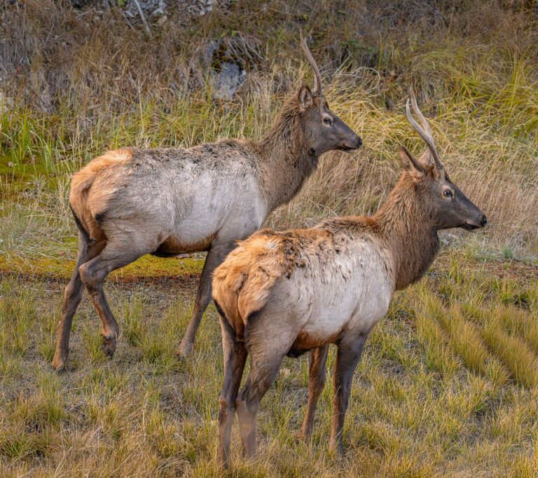 Elk in Jasper National Park