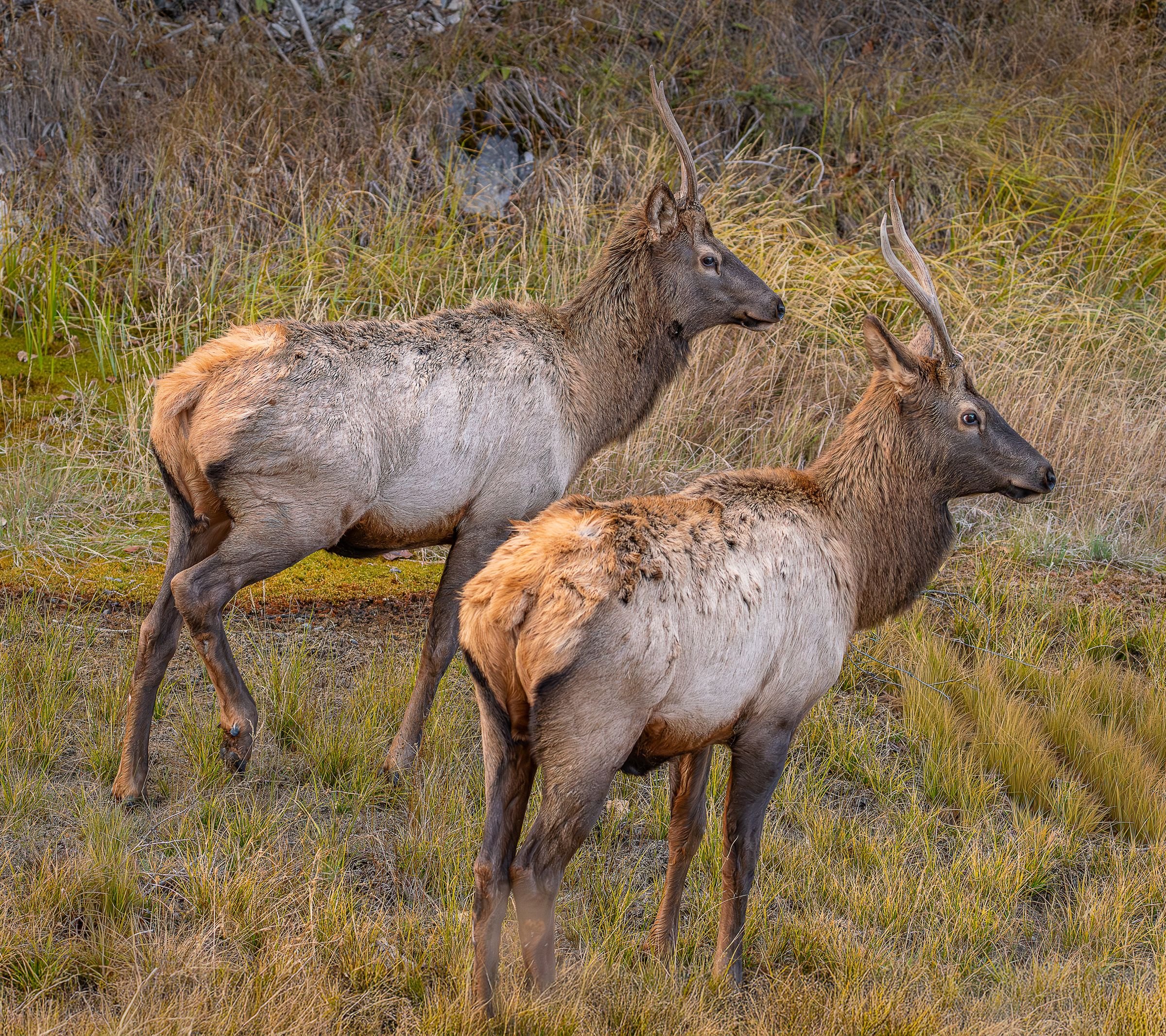 Elk in Jasper National Park