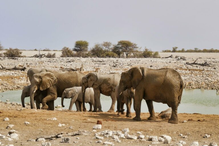 A family of elephants at a waterhole in Etosha