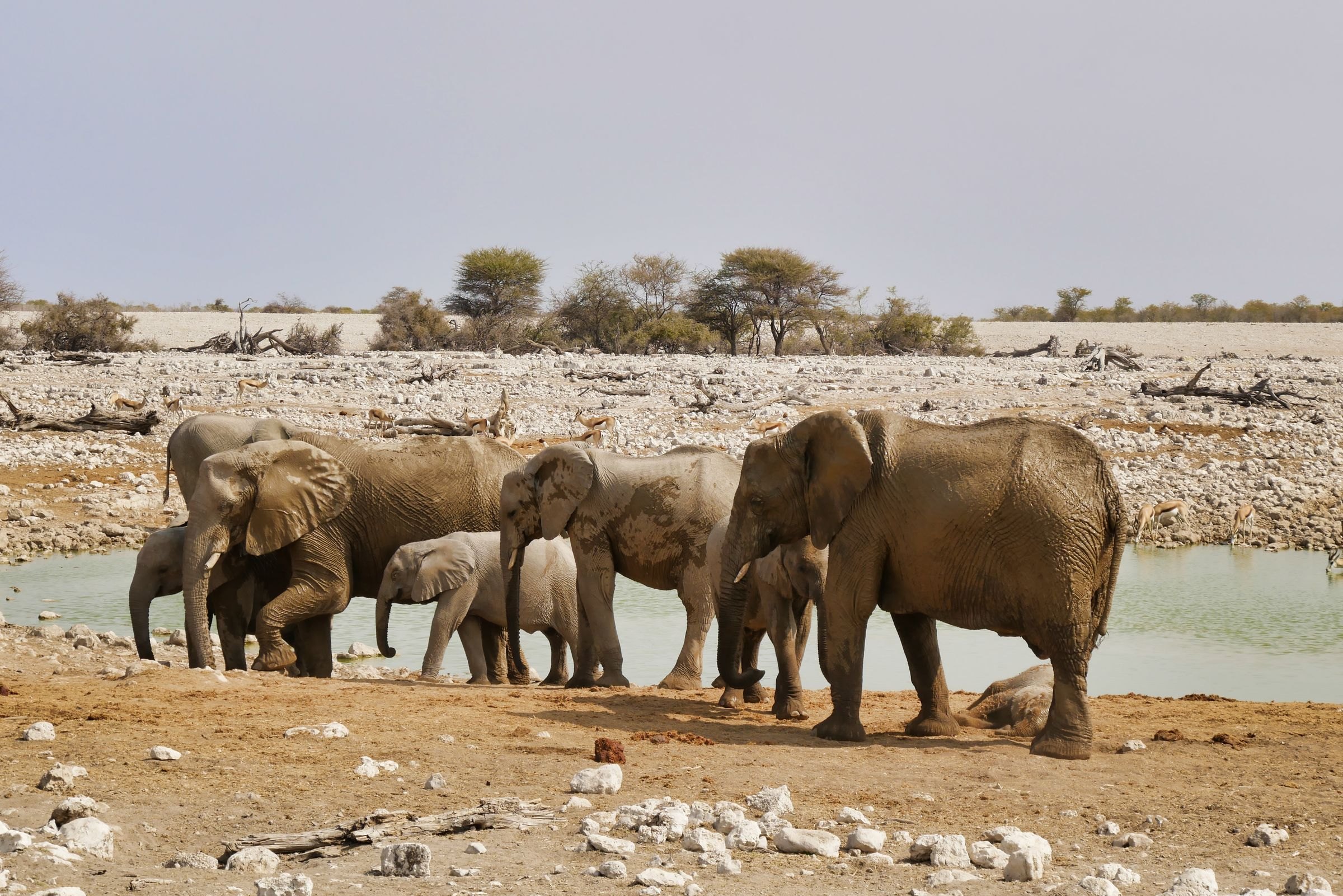 A family of elephants at a waterhole in Etosha