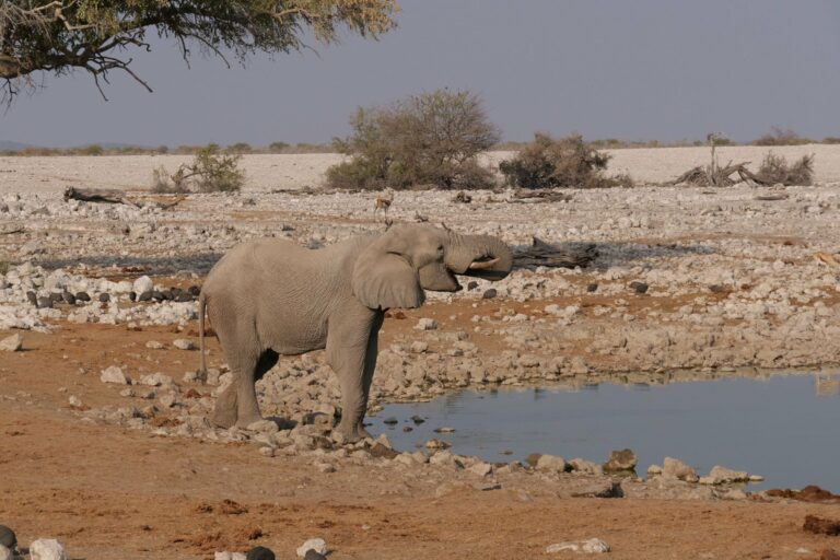 An elephant drinking at a waterhole in Etosha