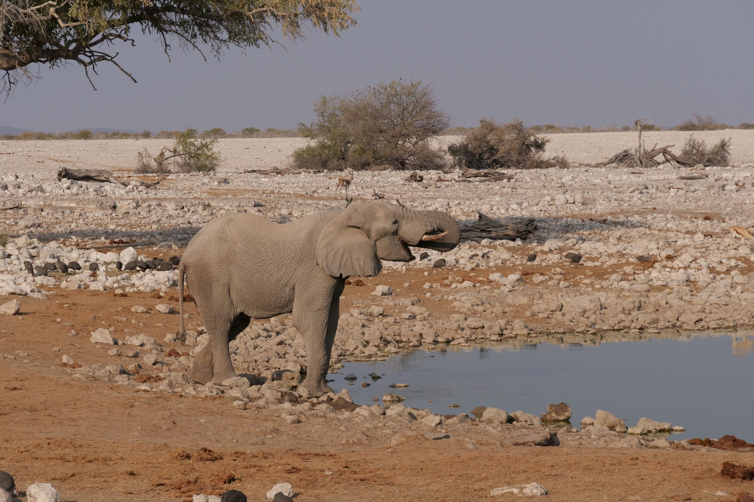 An elephant drinking at a waterhole in Etosha