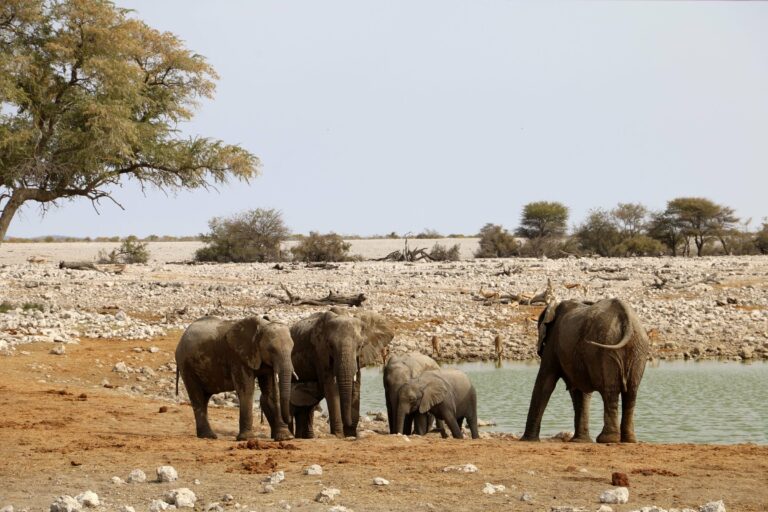Elephants drinking at a waterhole in Etosha