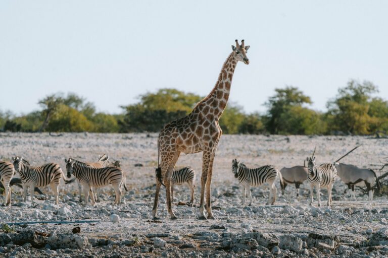 A giraffe and zebras in Etosha National Park