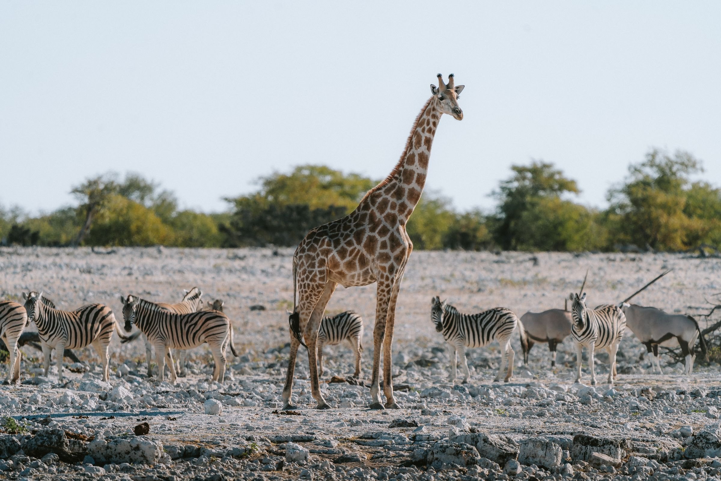 A giraffe and zebras in Etosha National Park
