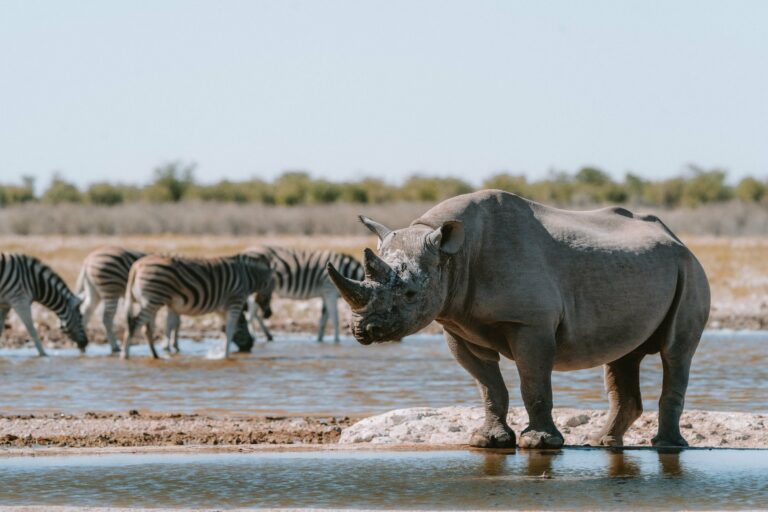 A black rhino and zebras at a waterhole in Etosha