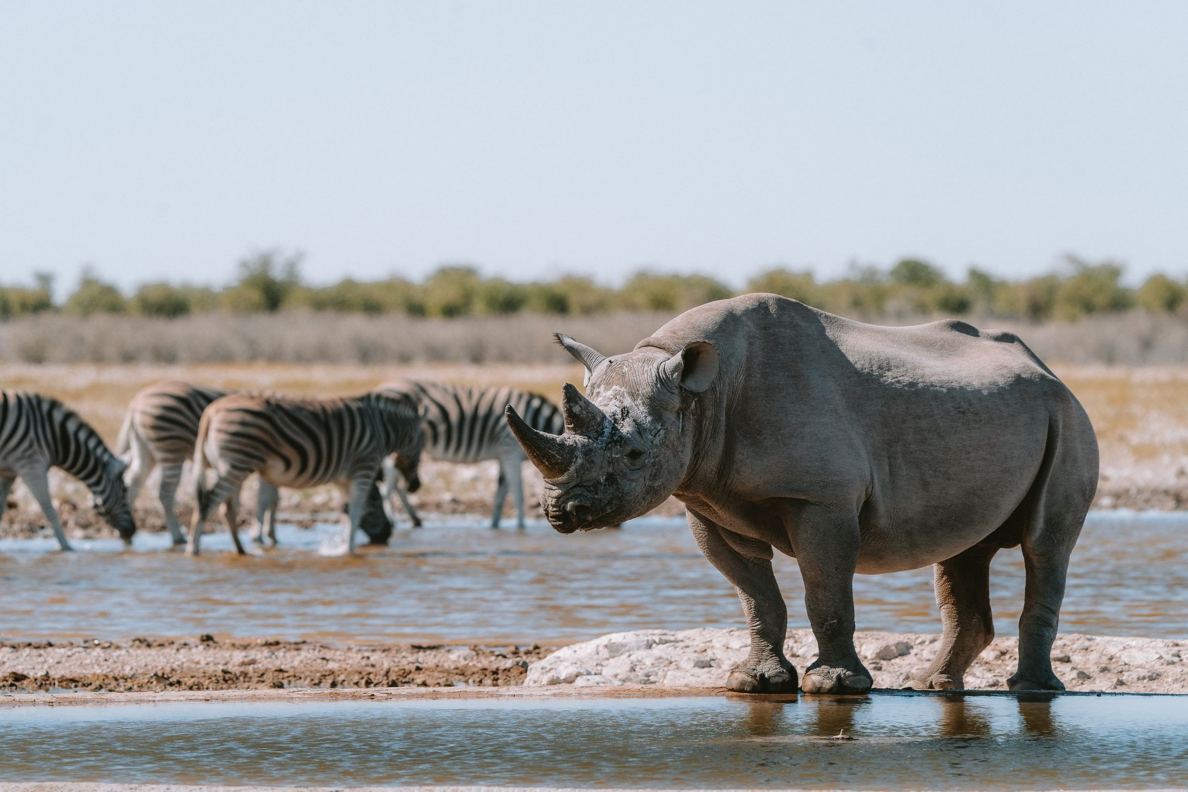 A black rhino and zebras at a waterhole in Etosha