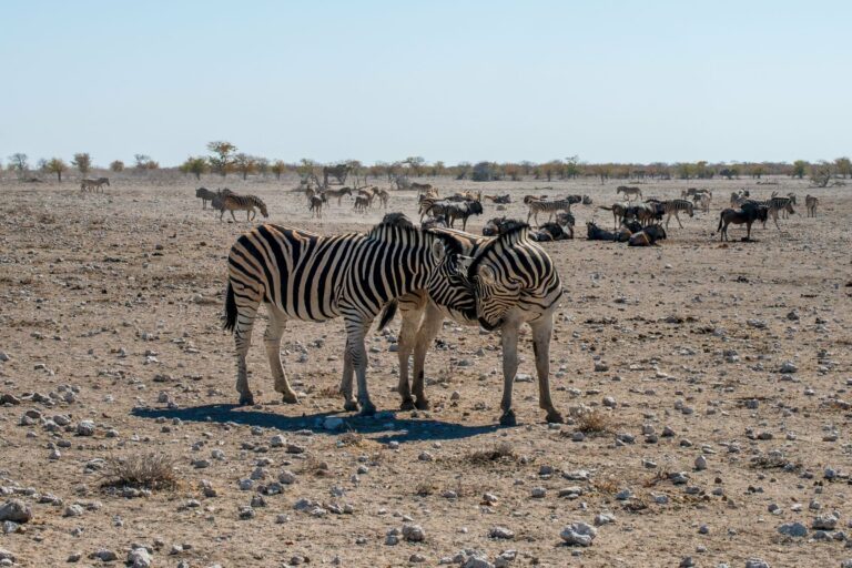 Zebras in Etosha National Park