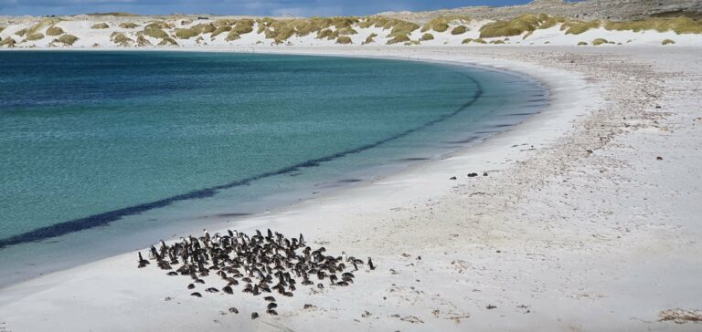 A penguin colony on a white-sand beach in the Falkland Islands