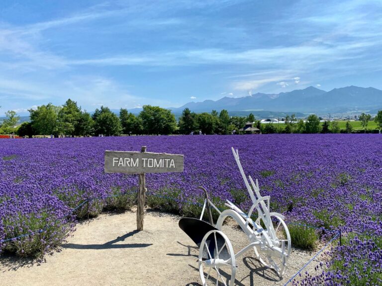 Lavender fields at Farm Tomita