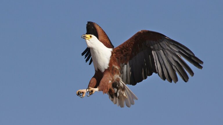 An African fish eagle in flight