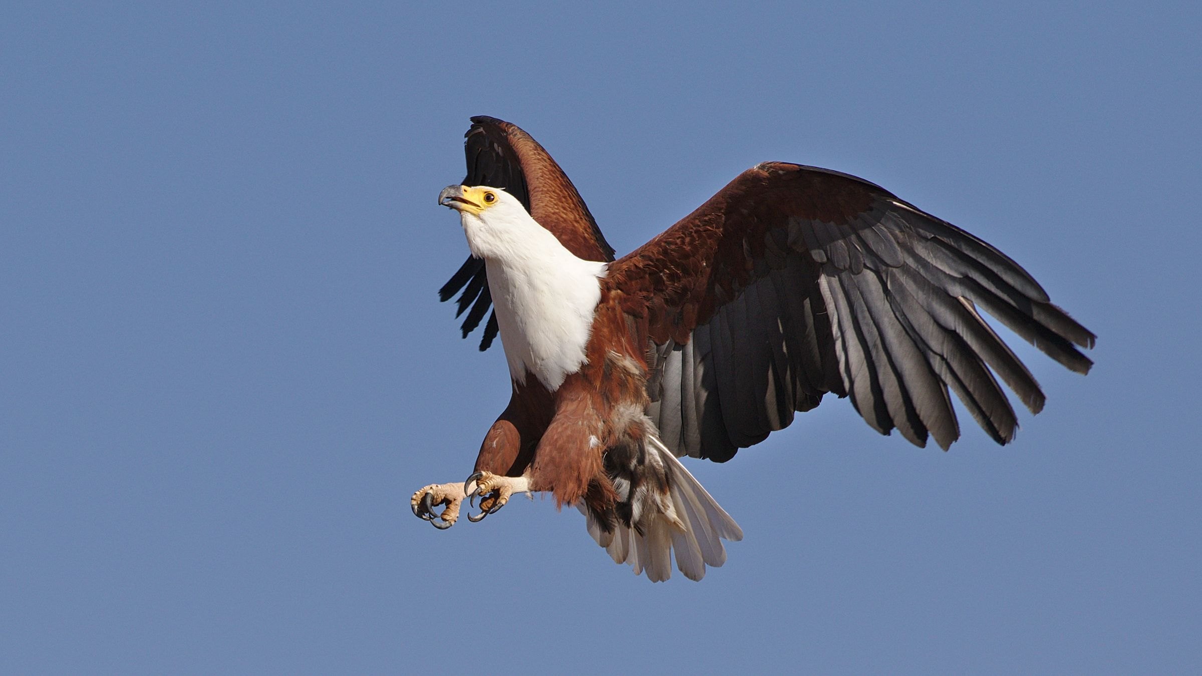 An African fish eagle in flight