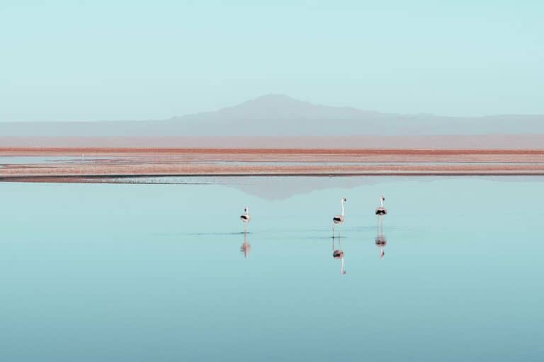 Flamingos in the Chaxa Lagoon, Atacama