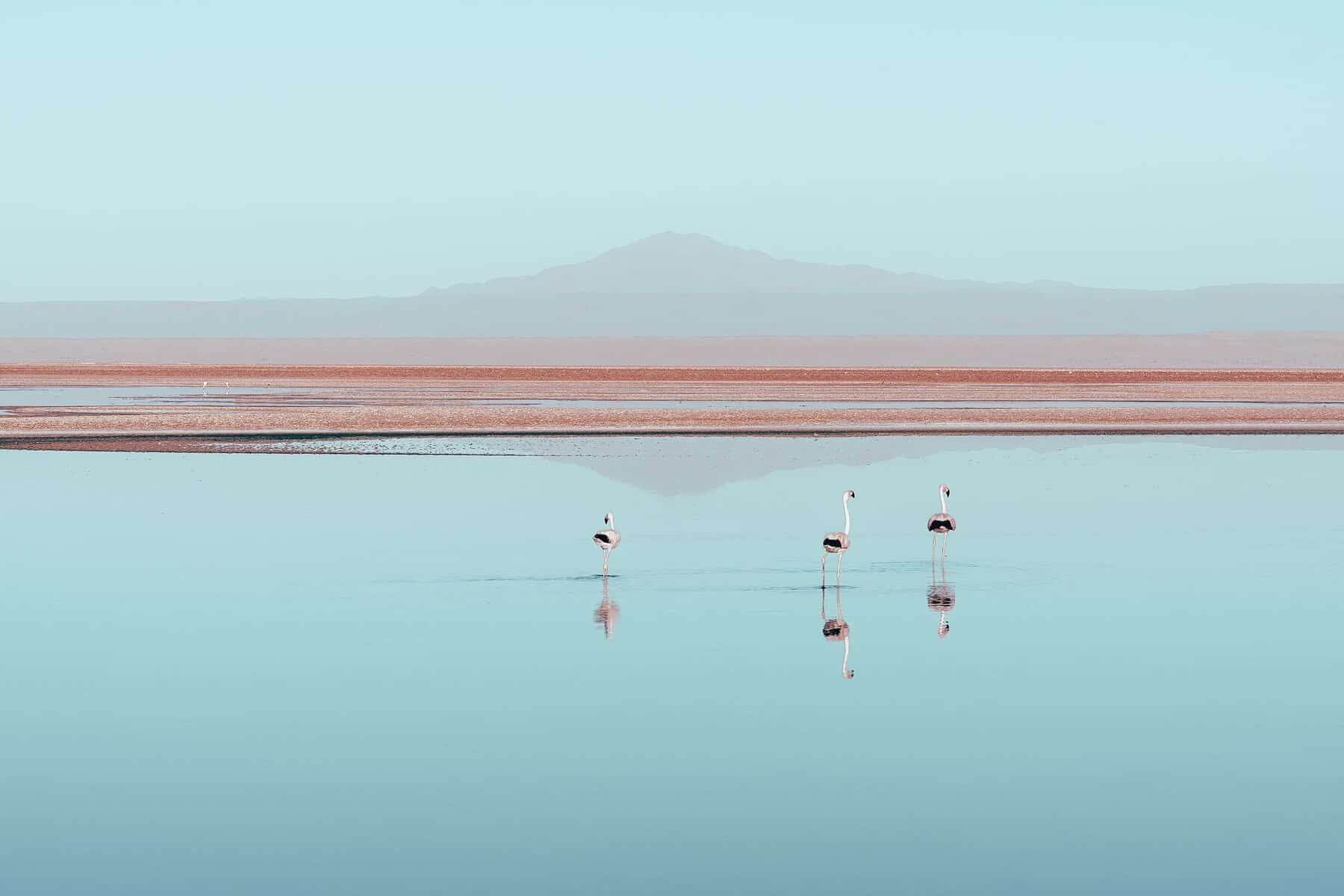 Flamingos in the Chaxa Lagoon, Atacama
