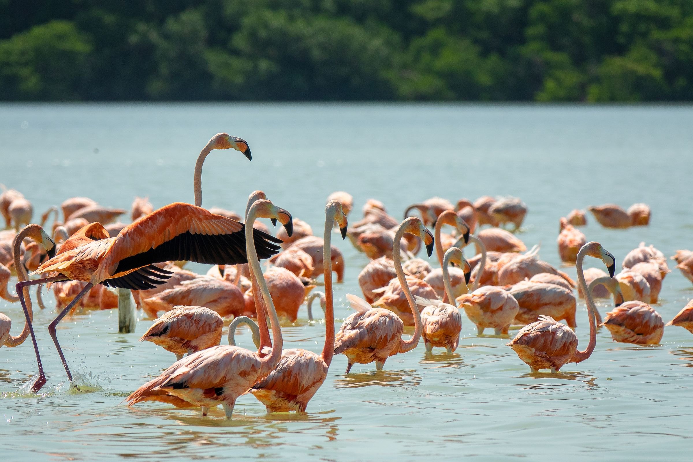 Flamingos wading in the Yucatán