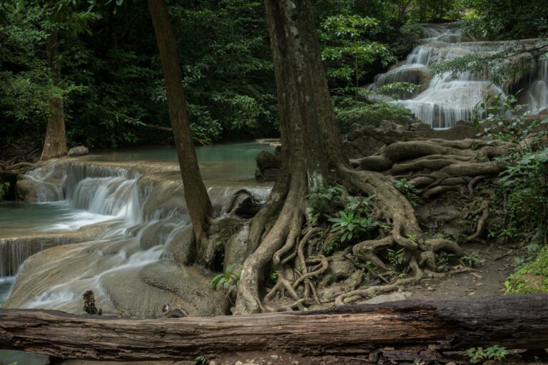 Cascading waterfalls among tree roots