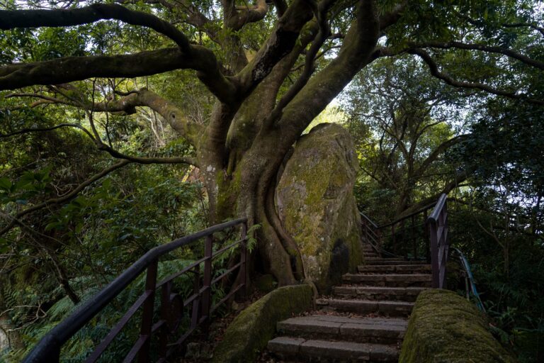 Moss-covered stone steps in a Japanese forest