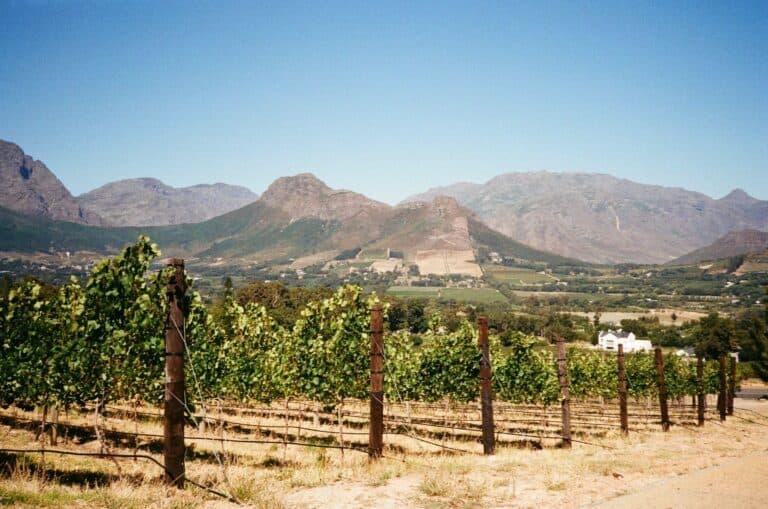 A vineyard beneath the mountains of Franschhoek, South Africa