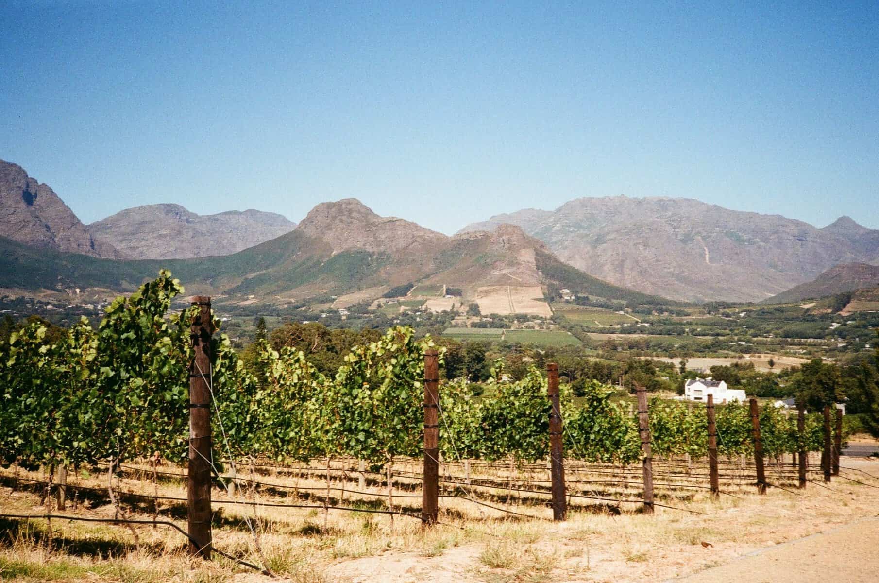 A vineyard beneath the mountains of Franschhoek, South Africa