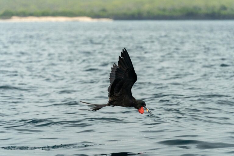 A frigatebird over the sea