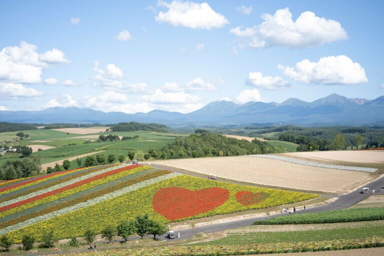 Flower fields in Furano