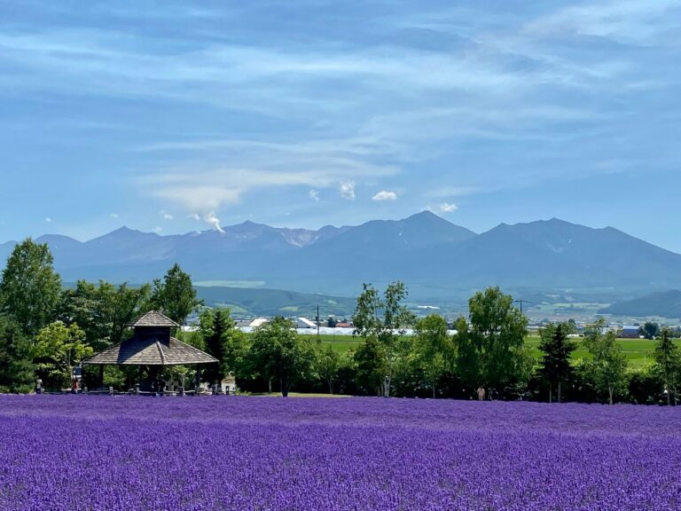 Lavender fields in Furano, Hokkaido