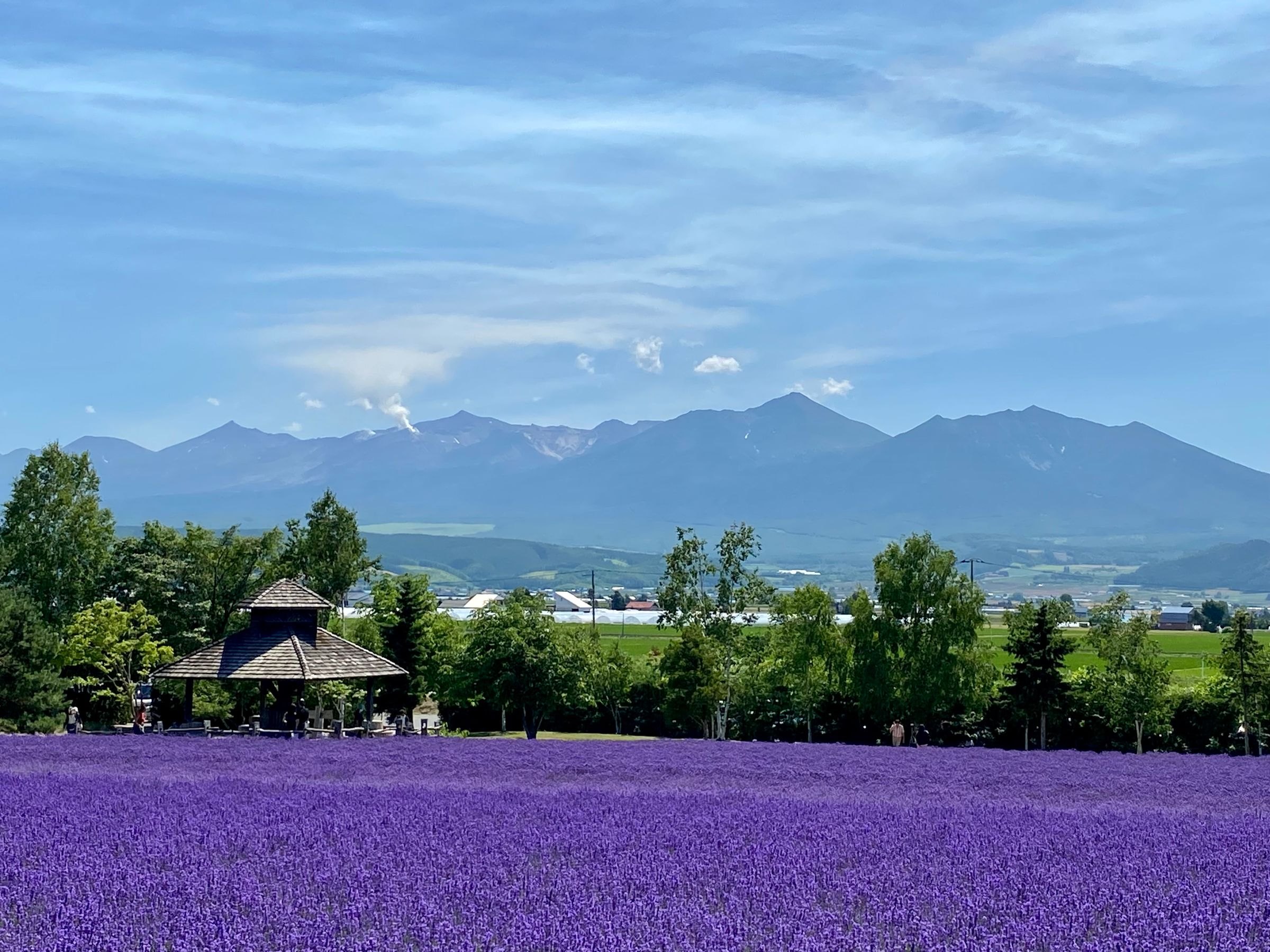 Lavender fields in Furano, Hokkaido
