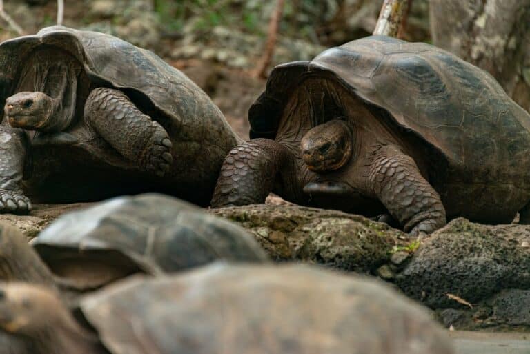 Galápagos giant tortoises