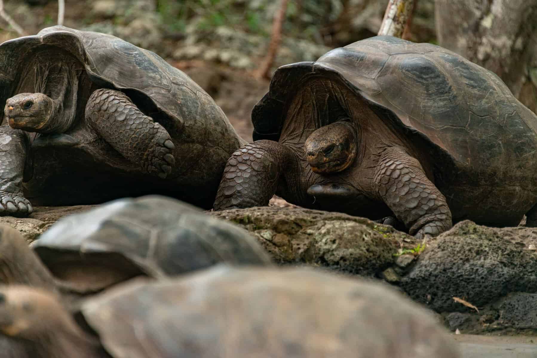 Galápagos giant tortoises