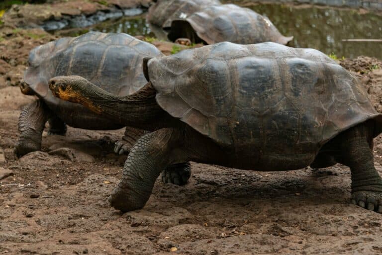 Giant tortoises in their natural habitat, Galápagos