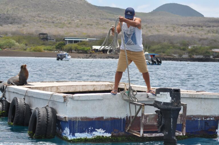 A sea lion on a Galapagos dock