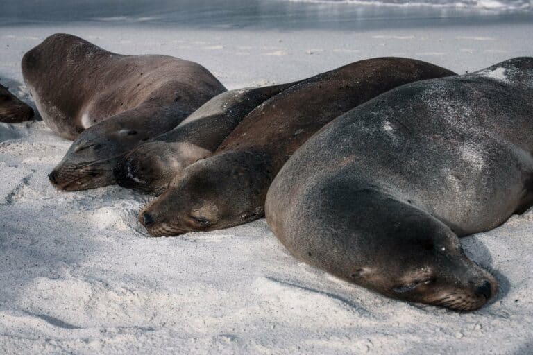 Sea lions on a sandy shore, Galápagos
