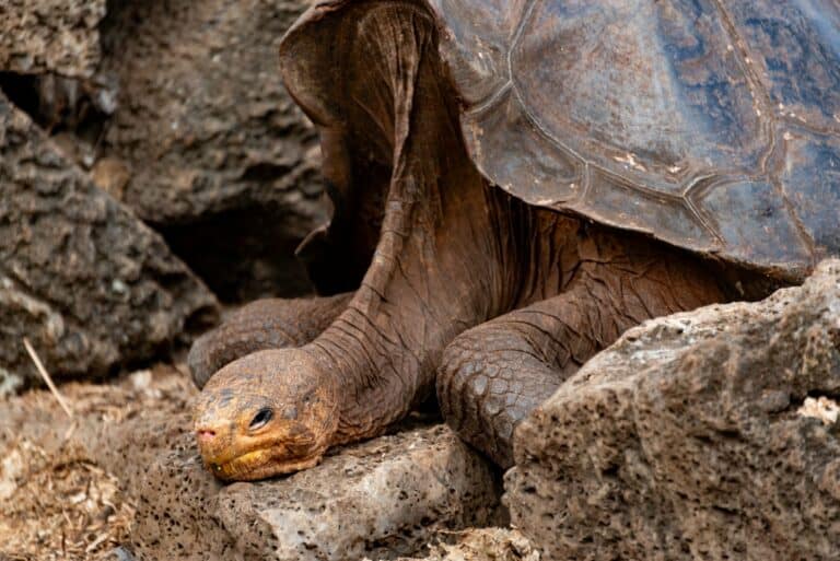 A Galápagos giant tortoise