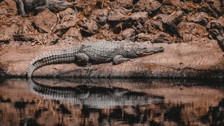 A Nile crocodile on a riverbank in The Gambia