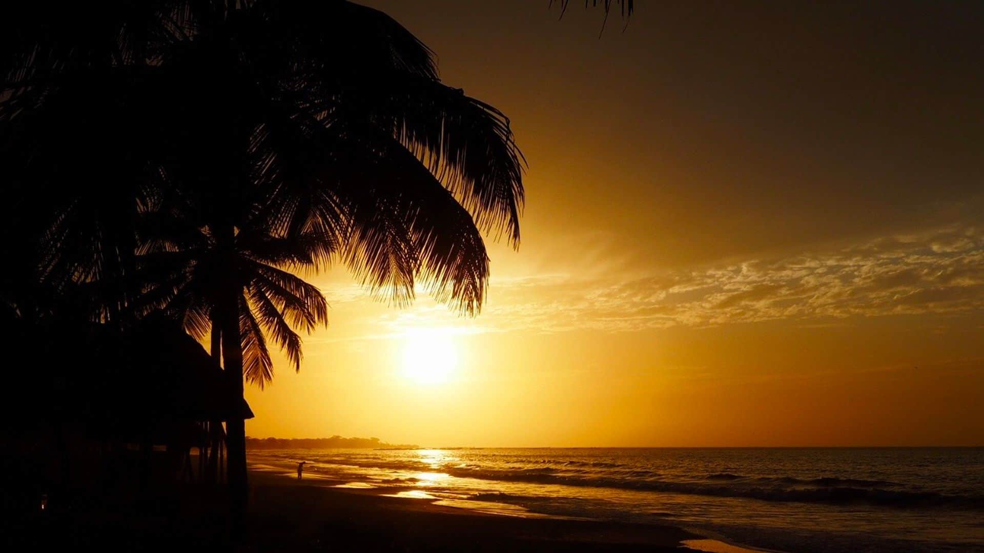 Palm trees silhouetted at sunset on a beach in The Gambia